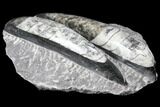 Polished Orthoceras (Cephalopod) Fossils - Morocco #96634-1